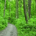 En 2012 ponemos en marcha nuestra iniciativa “Un árbol, nuestro futuro”
